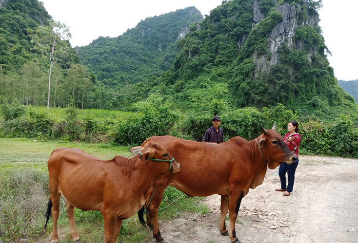 Bố Trạch: Nhiều mô hình sản xuất nông nghiệp hoạt động hiệu quả