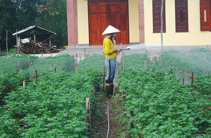 Nông dân vào vụ hoa Tết