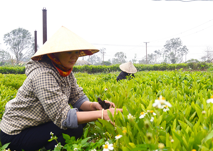 Phát triển rừng bền vững: Cần thành lập các HTX lâm nghiệp