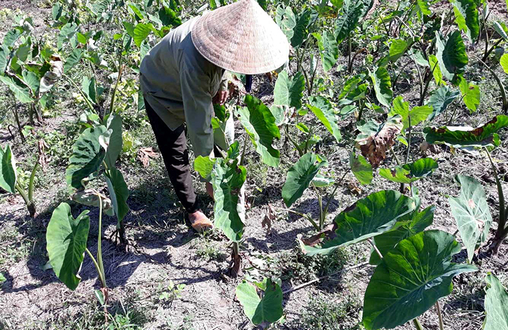 Thạch Hóa và những đột phá giảm nghèo