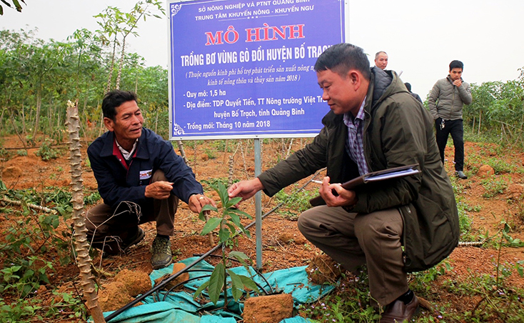 Cây bơ và kỳ vọng da dạng hóa cây trồng vùng gò đồi