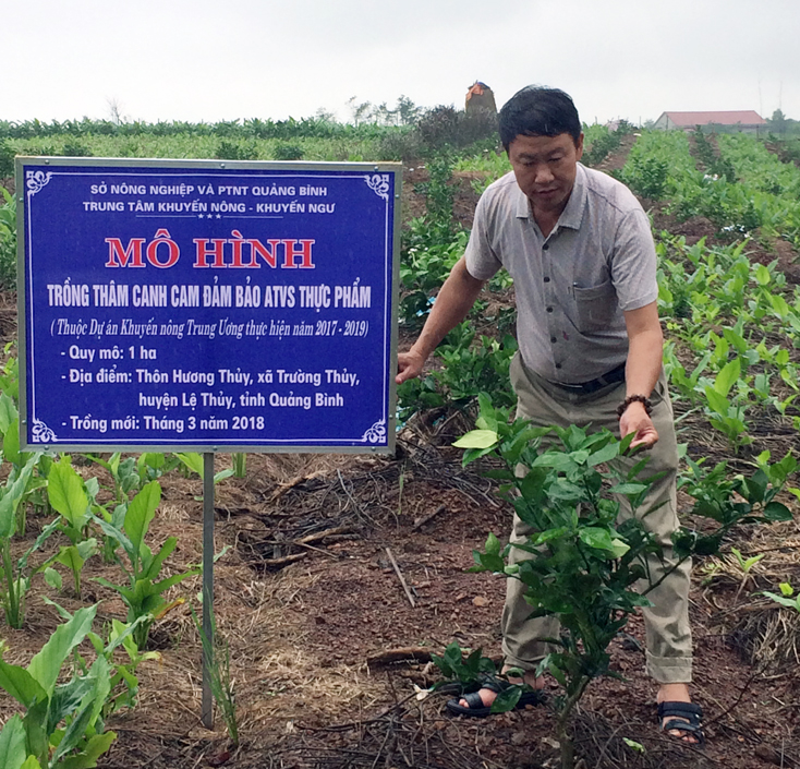 Triển vọng từ mô hình sản xuất cam bảo đảm an toàn vệ sinh thực phẩm
