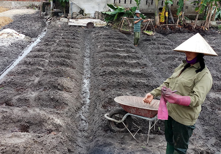 Nông dân xã Thanh Thủy thất thu vụ khoai lang