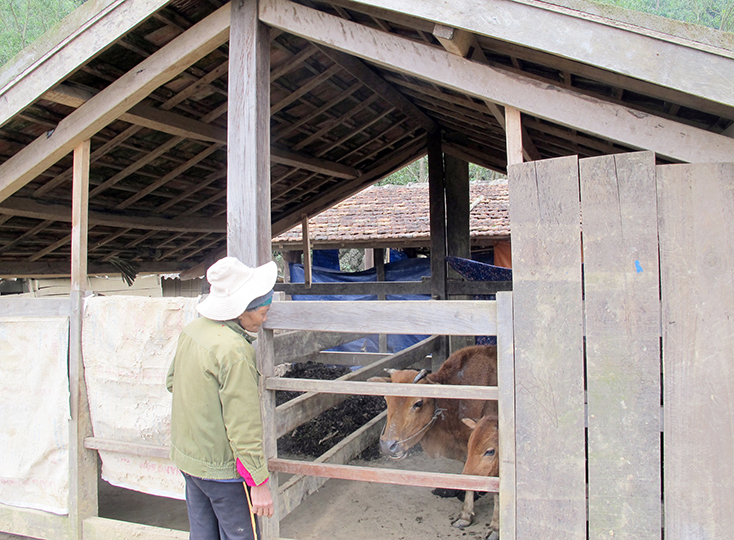 Tăng cường phòng, chống rét cho cây trồng, vật nuôi