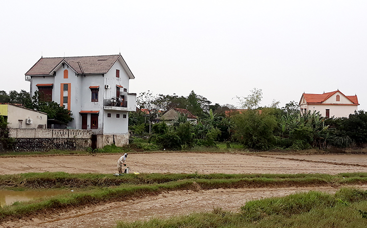 Quảng Ninh: Tập trung chuyển dịch cơ cấu giống vụ đông-xuân
