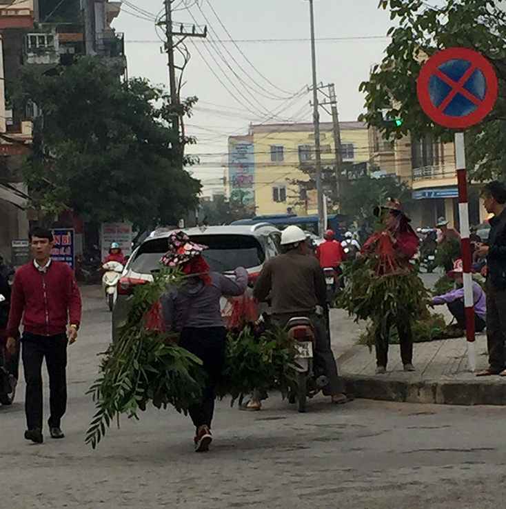 Cần kiểm tra nguồn gốc phong lan được đưa đi bán dạo