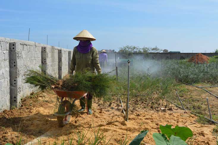 Toàn tỉnh trồng mới 22.915ha rừng