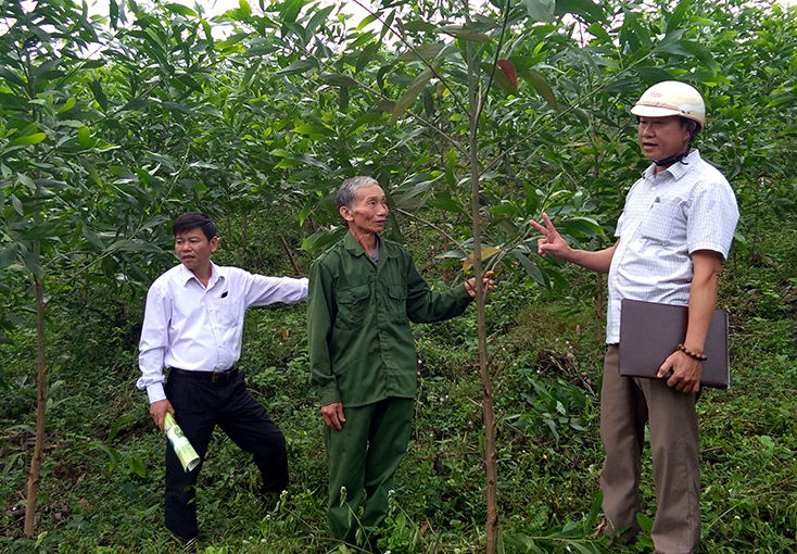 Kỳ vọng từ trồng rừng gỗ lớn