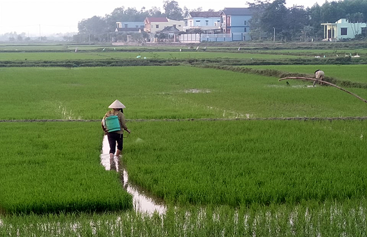 Tích cực phòng trừ sâu bệnh hại lúa đông-xuân