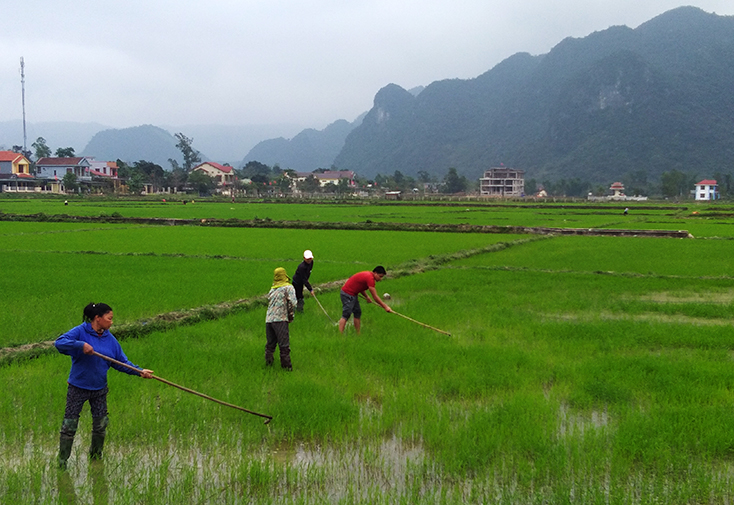 Các địa phương tích cực chăm sóc cây trồng vụ đông-xuân sau Tết Nguyên đán