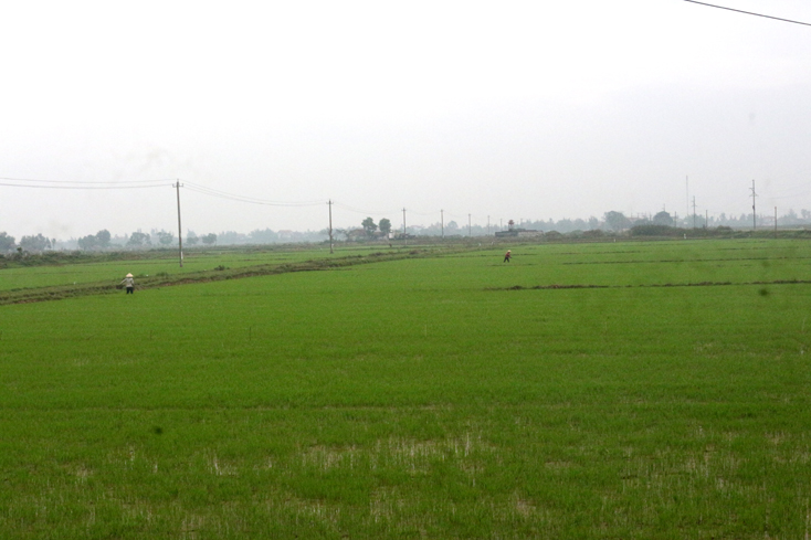 Quảng Ninh: Cây trồng vụ đông-xuân phát triển tốt