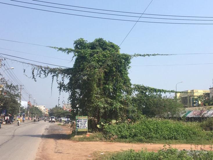 Dây leo "bủa vây" trụ điện