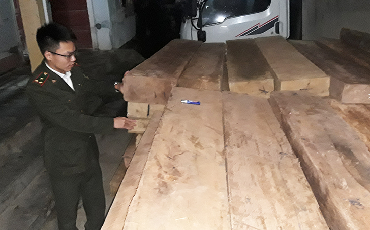 Minh Hóa: Xử lý gỗ lậu trong dịp Tết Nguyên đán