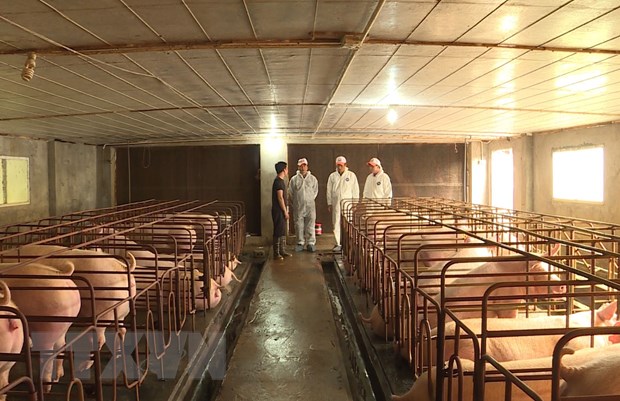 FAO Việt Nam hỗ trợ kiểm soát dịch bệnh tả lợn châu Phi