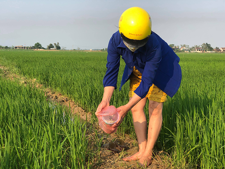 Lệ Thủy: Nông dân ra quân diệt chuột