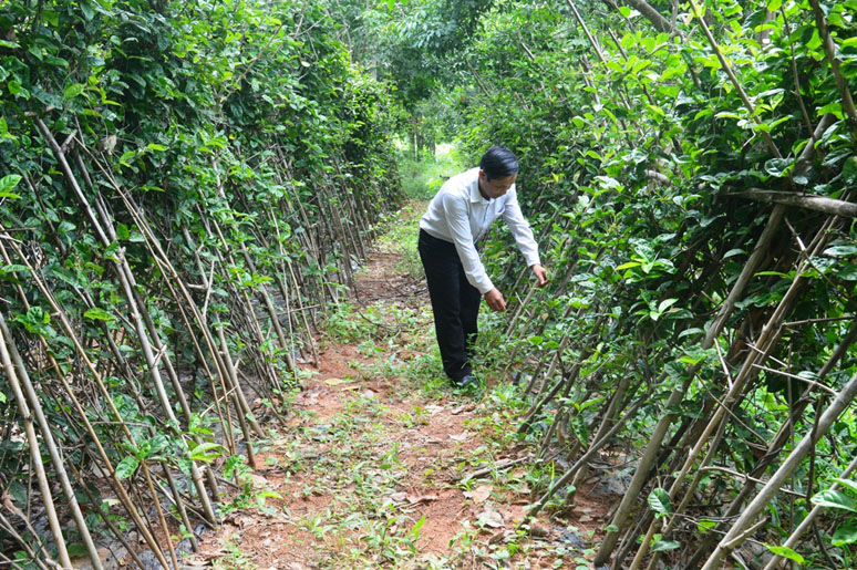 Chuyển giao quyền sử dụng kết quả nghiên cứu khoa học và phát triển công nghệ
