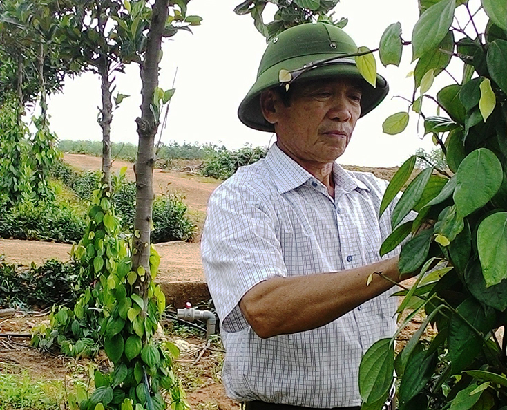 Lão nông "tiên phong" làm giàu