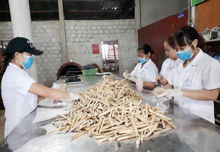 Hợp tác xã "kiểu mới":  Chung sức cùng thành công