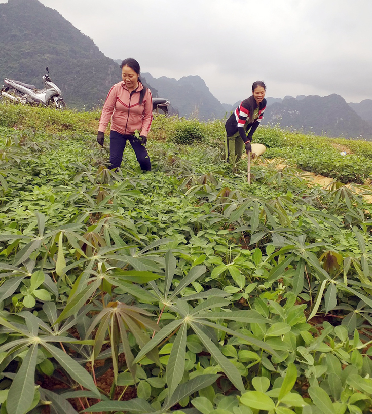 Bố Trạch: Hỗ trợ trên 800 triệu đồng chuyển đổi cơ cấu cây trồng
