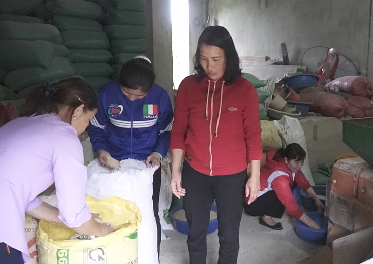 Nâng cao giá trị cây lúa Quảng Bình