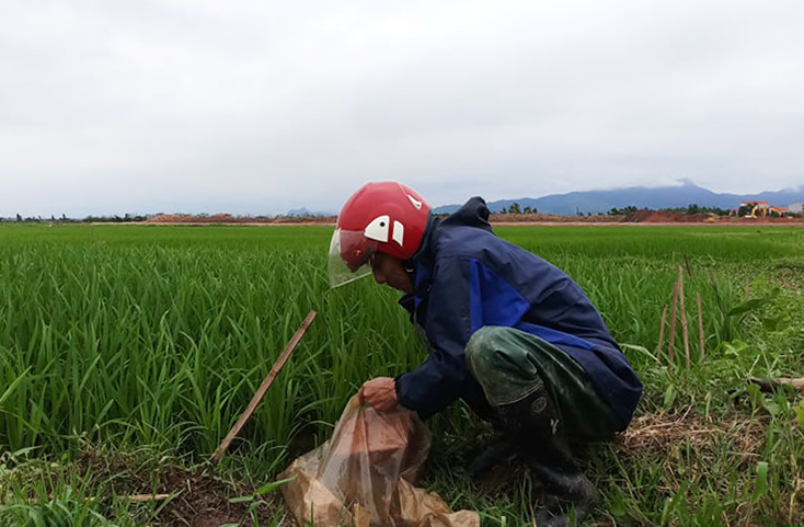 Quảng Trạch:  203ha lúa đông-xuân bị sâu bệnh và chuột phá hoại