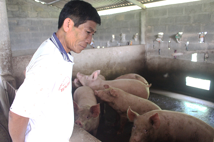 Người chăn nuôi lợn ở Vạn Ninh:  "Còn da lông mọc, còn chồi nảy cây"