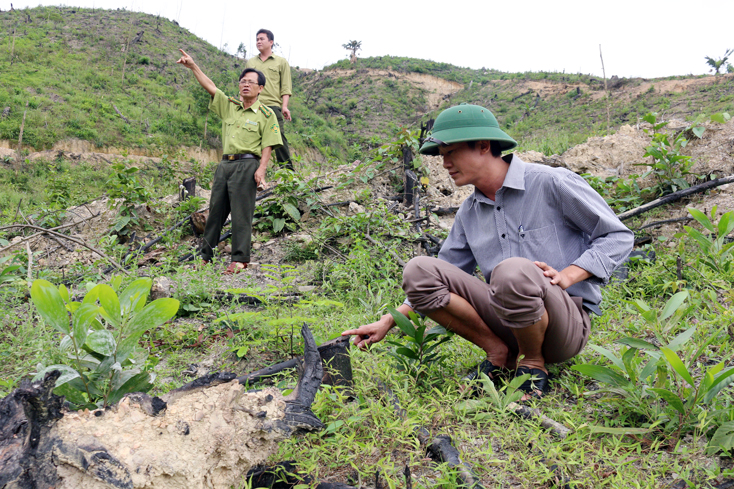 Không có tình trạng phá rừng tự nhiên