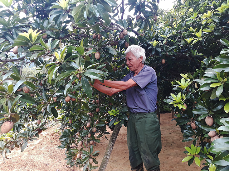 Minh Hóa:  Thu nhập cao từ cây hồng xiêm