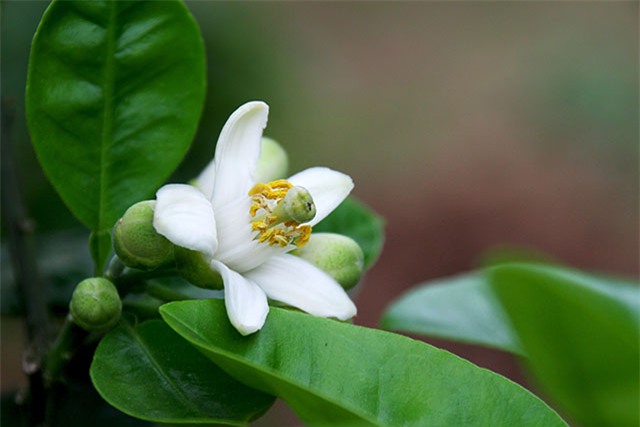 Hương bưởi tháng ba