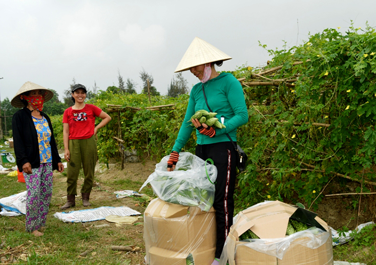 Tiến tới xây dựng thương hiệu mướp đắng an toàn