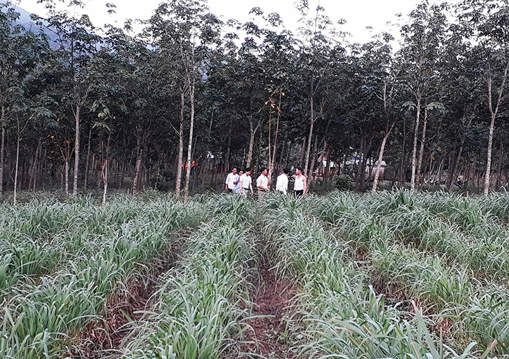 Hướng làm giàu từ cây sả