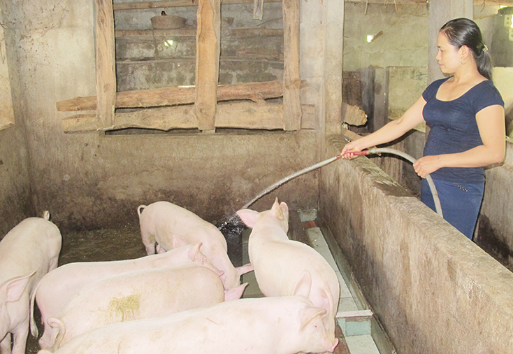 Tuyên Hóa:  Tăng cường kiểm soát bệnh dịch tả lợn châu Phi