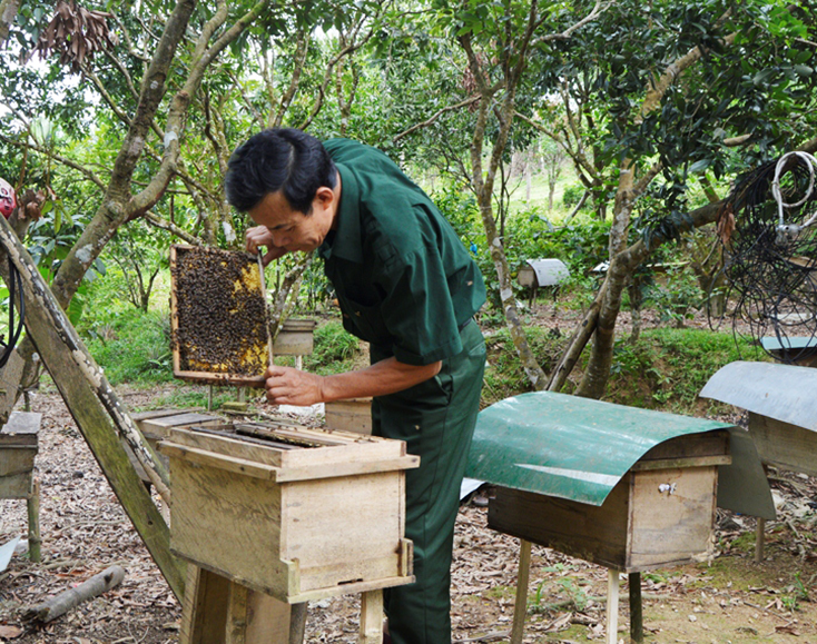 Mật ong nuôi Minh Hóa: Để đặc sản níu chân du khách