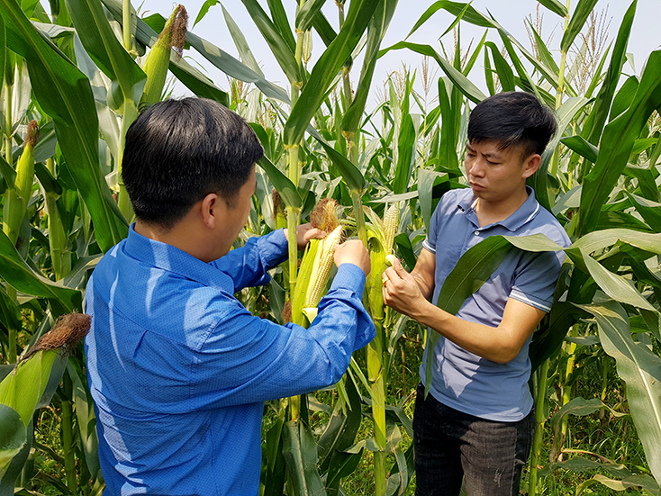 Xây dựng nông thôn mới ở xã giáp ranh: Khi lòng dân đồng thuận