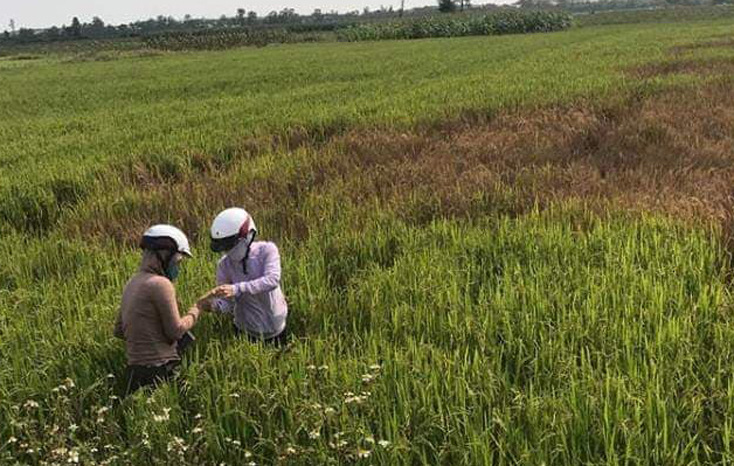 Bố Trạch: Tích cực phòng trừ rầy trên lúa đông-xuân