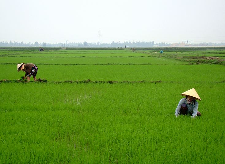 Cho ruộng đồng dịu cơn khát