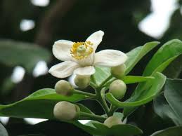 Vọng khúc hương xưa…