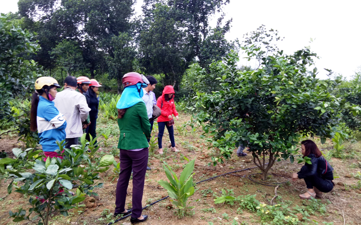 Bảo tồn và phát triển giống cam mật Hiền Ninh