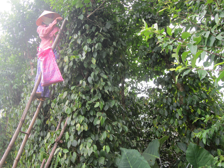 Người dân xã Phú Định mở rộng diện tích trồng cây hồ tiêu