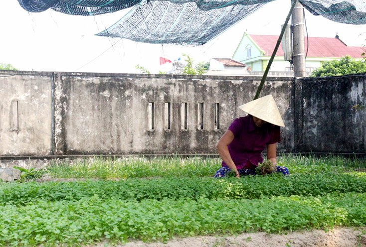 Phát triển vùng rau sạch gắn với xây dựng thương hiệu