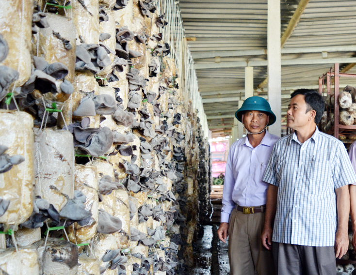 Bố Trạch: Triển khai thực hiện chương trình "mỗi xã một sản phẩm"