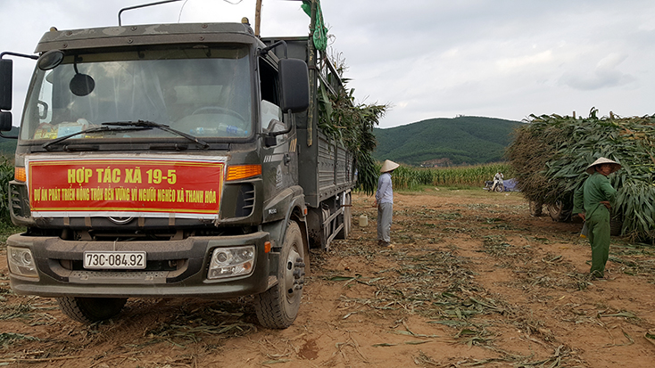 Đẩy mạnh trồng ngô lấy thân phục vụ chăn nuôi