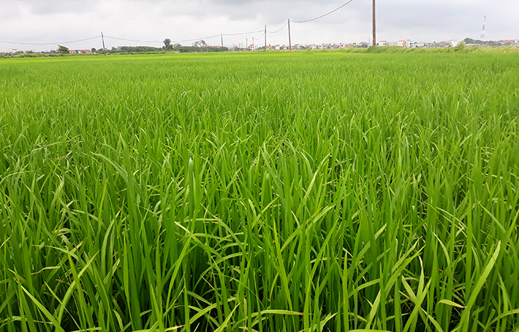 Trên 1.400ha lúa đông-xuân bị rầy gây hại