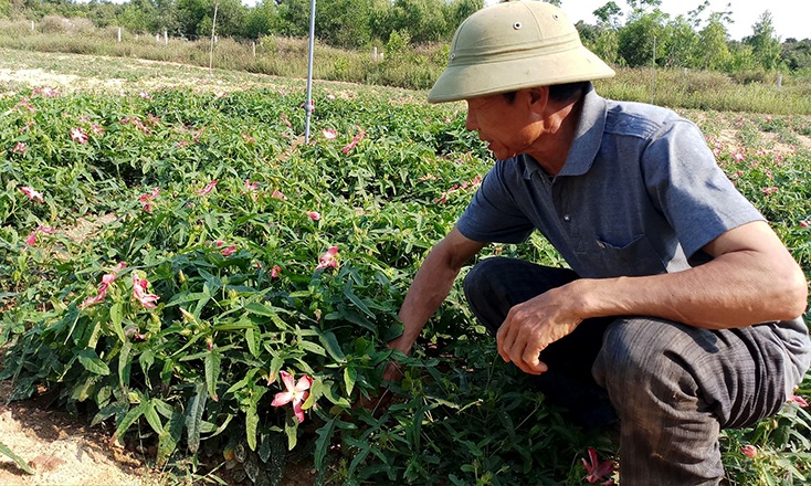 Nông dân Quảng Trạch:  Khai thác hiệu quả tiềm năng, thế mạnh địa phương