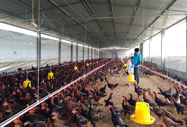 Khát vọng làm giàu của bác sỹ thú y