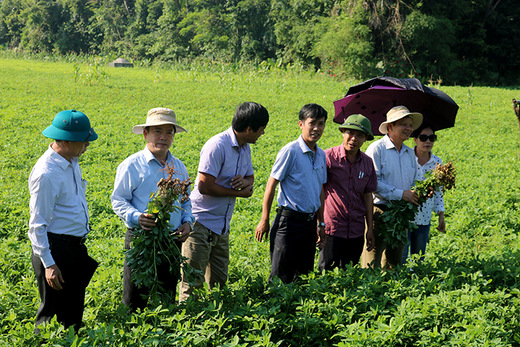 Tuyên Hóa: Đẩy mạnh tái cơ cấu nông nghiệp