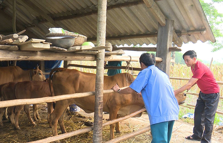 Tuyên Hóa: Triển khai tiêm phòng vắc xin cho gia súc, gia cầm đợt 1-2019