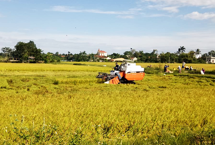 Năng suất lúa đông-xuân ước đạt 60,7 tạ/ha