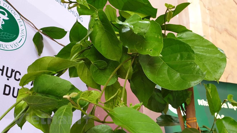 Công bố 'vũ khí' từ thảo dược chống bệnh đái tháo đường