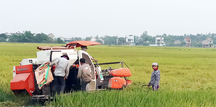 Quảng Trạch: Vụ lúa đông-xuân năng suất đạt 56,6 tạ/ha